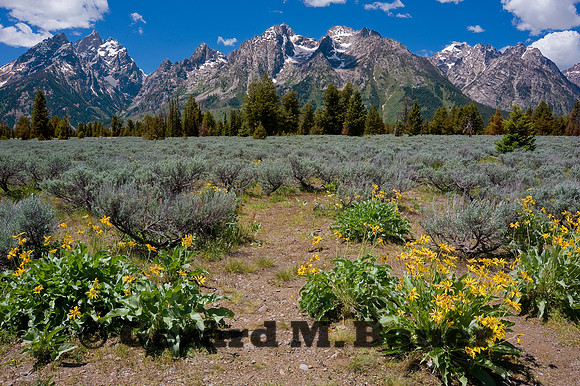 Teton Range