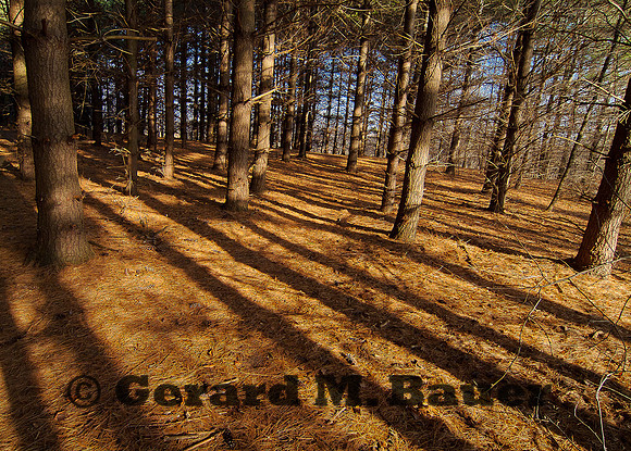 November Shadows