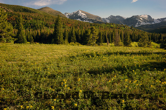 Mountain Meadow in Evening Light