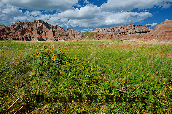 Prairie and the Wall